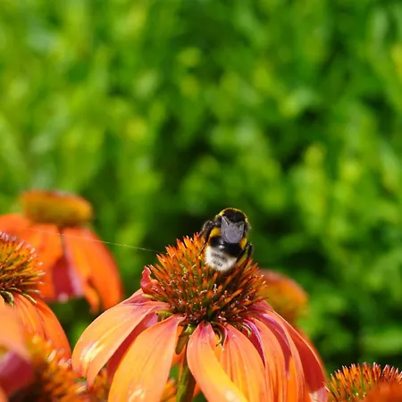 Puur Frühstückspension 3*