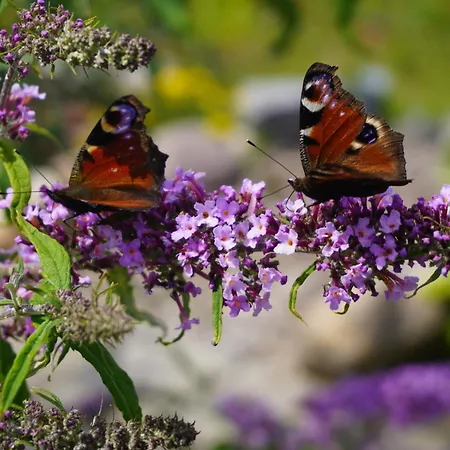 Frühstückspension Puur