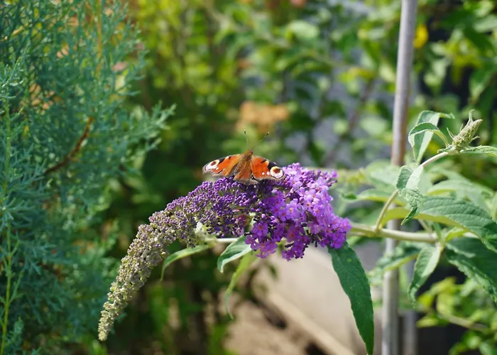 Bed and breakfast Puur 3*