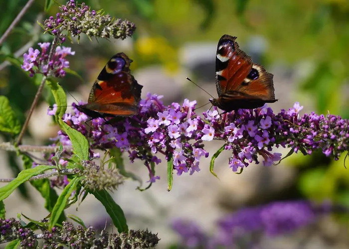Bed and breakfast Puur