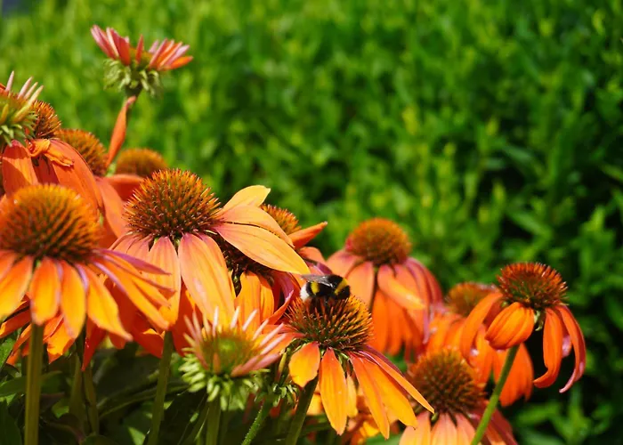 Puur Bed and breakfast Poortugaal