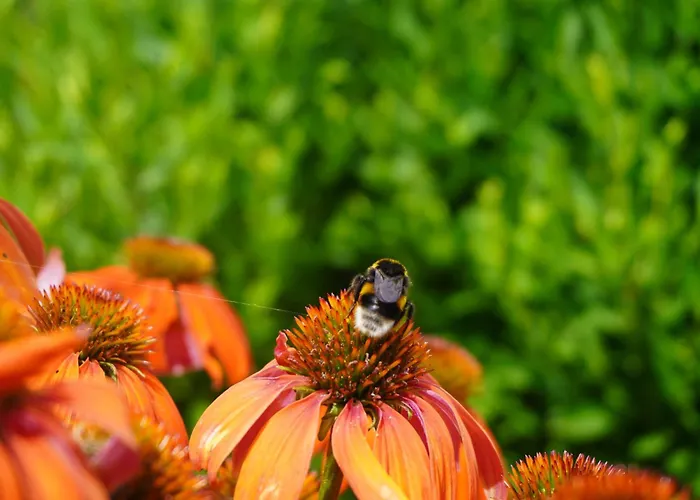 Puur ベッド・アンド・ブレックファスト 3*